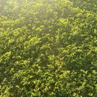 یونجه شیلیف گرفته سه چین