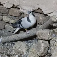 پرشی|پرنده|تربتحیدریه, رباط سفلی|دیوار