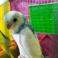 مرغ عشق نرو ماده زیبا و ارام