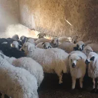 ۱۵ راس بره یکدست سبک وزن هنوز دارن شیر میخورند|حیوانات مزرعه|شهر بابک, |دیوار