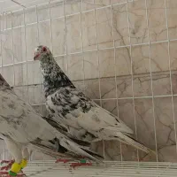 5عدد کبوتر سار تخته نر