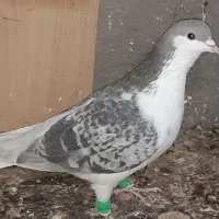 کبوتر کلکسیون