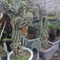 فروش کاکتوس صخره ای|گل و گیاه طبیعی|سلمانشهر, |دیوار