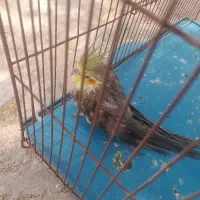 عروس ماده یک ساله