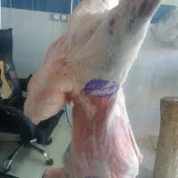 گوشت گوسفند بره نر مهرابی ۷۵۰|خوردنی و آشامیدنی|سبزوار, باهنر|دیوار