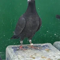 کفتر کشکی سیاه هیچ پری