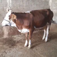 حیوانات