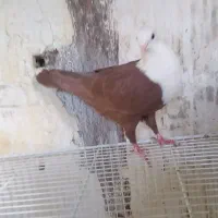 کلاغ سرخ ..دمسفید