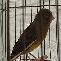 قناری|پرنده|شیراز, دینکان|دیوار