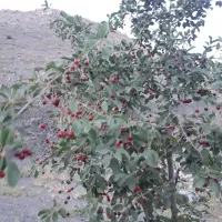 باغ-عارفی