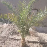 کار کشاورزی انجام میدم