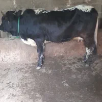 گاو گوساله نر|حیوانات مزرعه|صومعه‌سرا, |دیوار