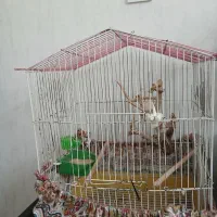 کوتوله برزیلی ماسکی نر|پرنده|قم, پردیسان|دیوار