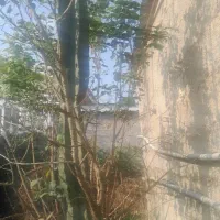 گل کاکتوس|گل و گیاه طبیعی|گوراب زرمیخ, |دیوار