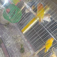 برزیلی|پرنده|خرمشهر, |دیوار