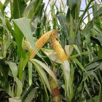 ذرت علوفه‌ای