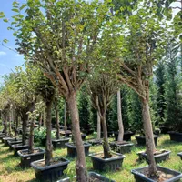 باغبانی نهال درخت گل و گیاه کود باغ و باغچه شخم