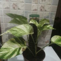 پتوس برگ پهن|گل و گیاه طبیعی|تهران, بهداشت|دیوار