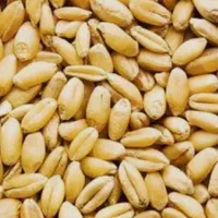 گندم بوجاری شده برا کاشت