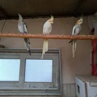 عروس هلندی|پرنده|کرج, فاز ۳ مهرشهر|دیوار