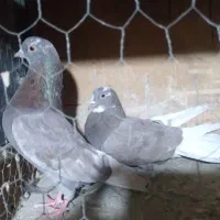 کفتر پرشی همه غریب گیری بلندی|پرنده|رباط‌کریم, شترخوار|دیوار