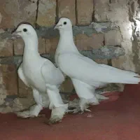 کبوتر پارپارلی اویناخ