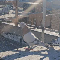 سوسنی ترنج دار