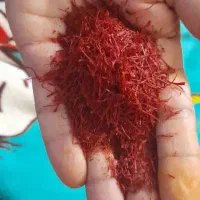 زعفران قائنات|عمدهفروشی|گلبهار, شهر جدید گلبهار|دیوار