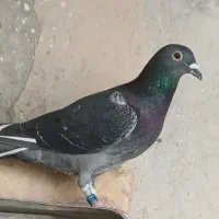 مسافتی به زمانت همه نژاد
