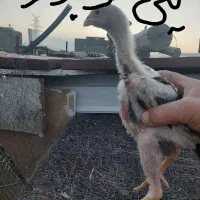 جوجه لاری نژاد اوشامو و افغان|حیوانات مزرعه|مشهد, شهرک رازی (شهرک غرب)|دیوار