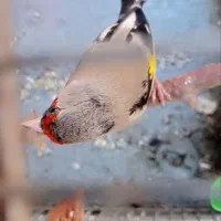 سهره دروگ فیروز کوهی