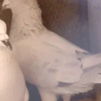 نر روشن کاکلی