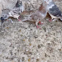 سه تا نردورگ شرط دور.