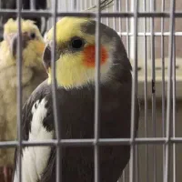 دو عدد عروس هلندی نر و ماده|پرنده|فردیس, سرحدی|دیوار