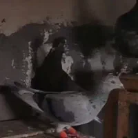 کبوتر هفرنگ رنگی