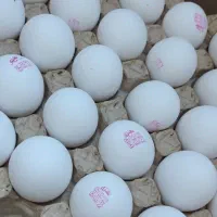 تخم مرغ نیسانی و خاور مستقیم از مرغداری