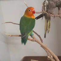 طوطی برزیلی فیشر