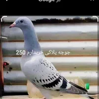 جوجه پلاکی هر تعدادی