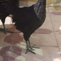 جوجه خروس ایام سمانی و آراکانا