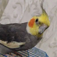 عروس هلندی ومرغ مینا