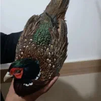 مرغ وخروس امریکایی