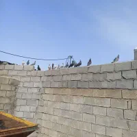 کبوتر|پرنده|اندیمشک, |دیوار