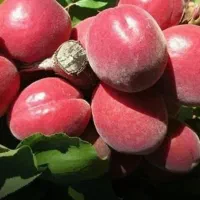 نهال گردوی دیر گل|خدمات باغبانی و درختکاری|میاندوآب, |دیوار