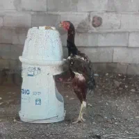 لاری اوشامو
