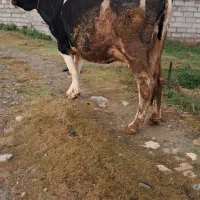 گاوگاوشیری