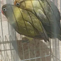 جفت مولد کوتوله برزیلی فیشر پاربلو یویینگ رنگ خاص