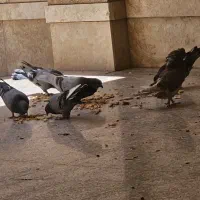 کبوتر نر و ماده پلاکی و دوکت ماده|پرنده|قم, صفاشهر|دیوار