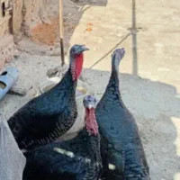 بوقلمون ماده