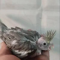 جوجه عروس هلندی|پرنده|ماکو, |دیوار