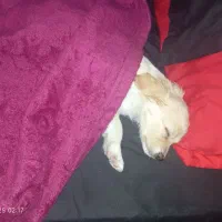 سگ کوچک|سگ|اسلامشهر, شهرک سعیدیه|دیوار